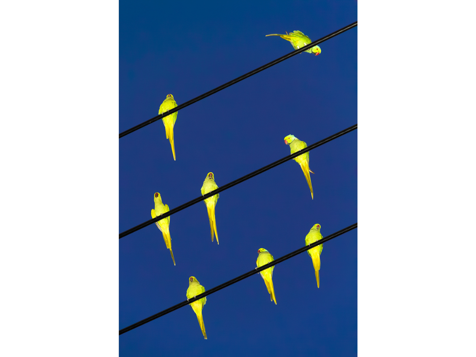 Colors / Tokyo Parrots