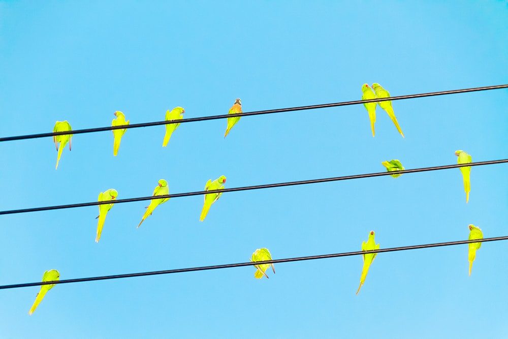 Untitled from the series Tokyo Parrots, 2013  © Yoshinori Mizutani Courtesy of IMA gallery