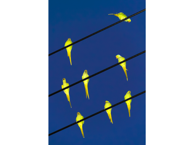 Tokyo Parrots