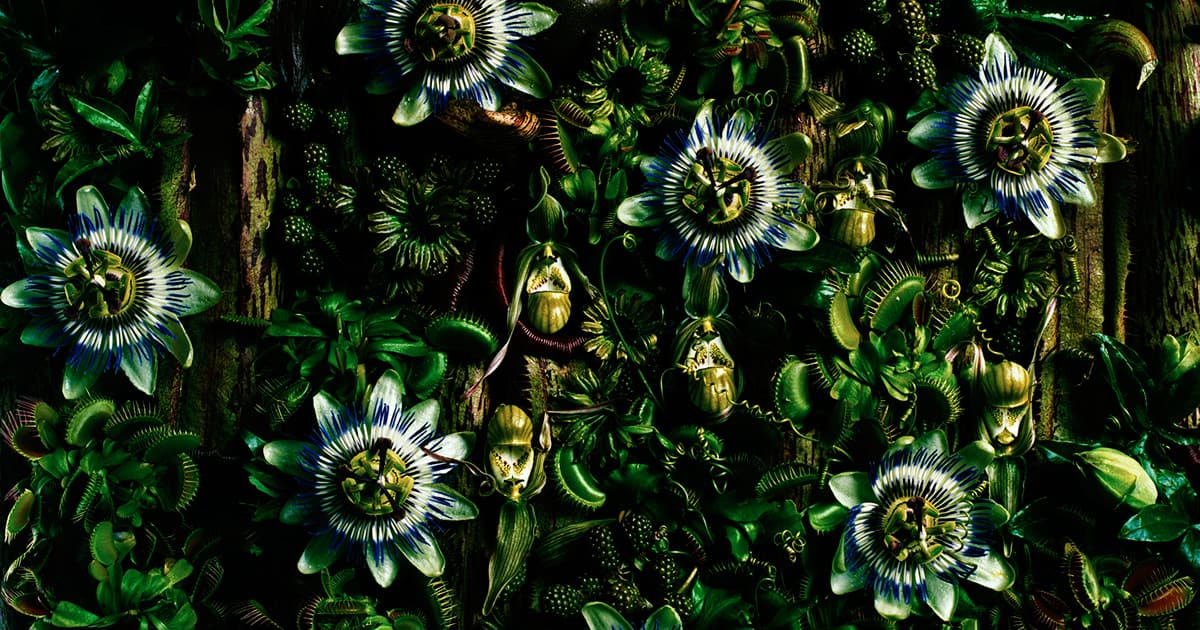 お値下げ！エディションYellowKorner 48 ×32 限定版フォトアート お値下げ！エディションYellowKorner 48 ×32 限定版フォトアート