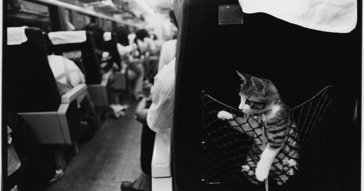 深瀬昌久写真集『Afterword』、愛猫・サスケへの究極の愛を収めた一冊
