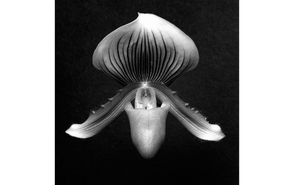 Orchid, 1988 Gelatin Silver Print © Robert Mapplethorpe Foundation. Used by permission.