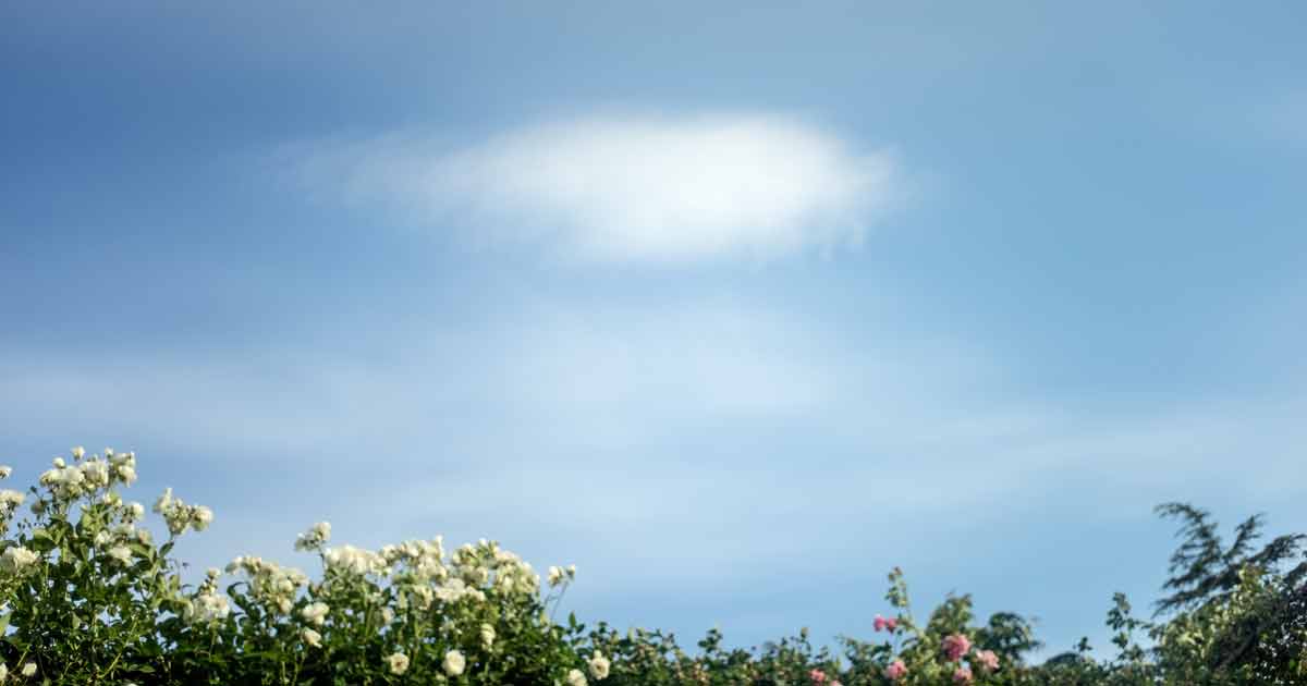 テリワイフェンバック Terri Weifenbach The May Sun the may sun