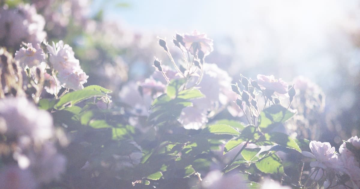 蜷川実花 うつくしい日々 展 父 幸雄の死に向き合う日々を撮影した写真約60点 News Ima Online