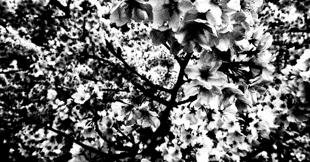 森山大道 写真集　Ango Daido Moriyama: Ango（日本語版） - 森山大道 | shashasha 写々