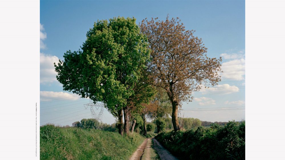 Entwined - Trees in the middle of a former trench at the Battle of the Marne 2017, Chromogenic print