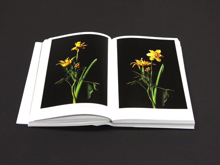 椎木俊介がフラワーアーティスト東信の作品を切り取る 植物図鑑 シリーズ最新作 会員プレゼントも News Ima Online