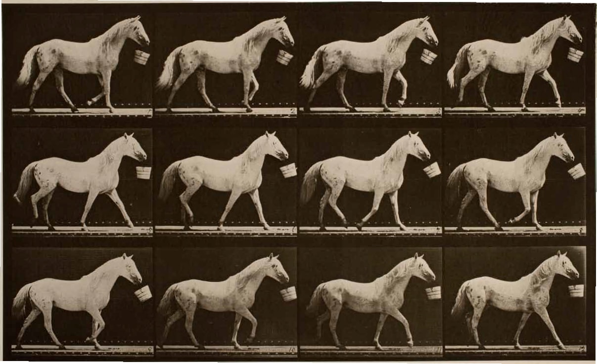 エドワード・マイブリッジ「“動く写真”の夢に身を捧げた男の数奇な生涯」 | Light-Gray Horse Eadweard Muybridge / Premium Archive / Getty Images