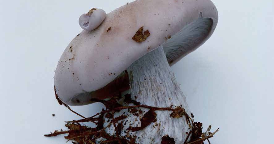 ホンマタカシ「Symphony その森の子供 mushrooms from the ホンマタカシ「Symphony その森の子供 mushrooms from the