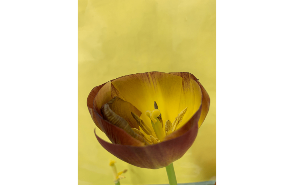 Clipped Tulip, 2020 © Wolfgang Tillmans, courtesy WAKO WORKS OF ART