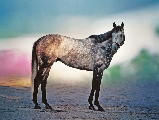 © Hisae Imai 名馬の肖像より「メジロマックイーン 優雅に立つ」（1993）
