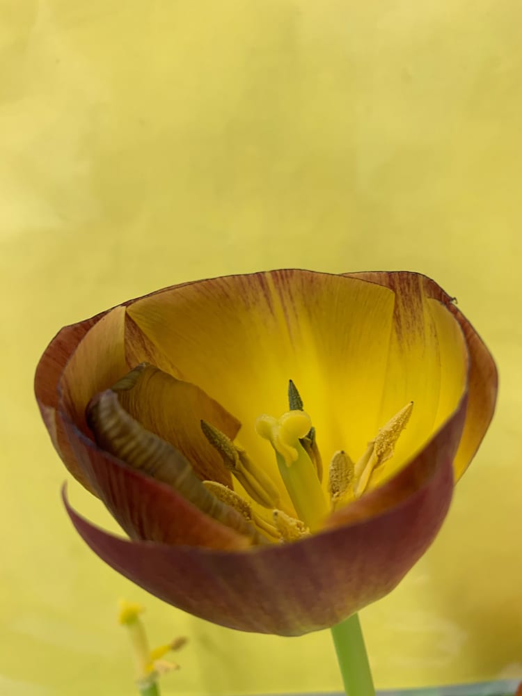 Clipped Tulip, 2020