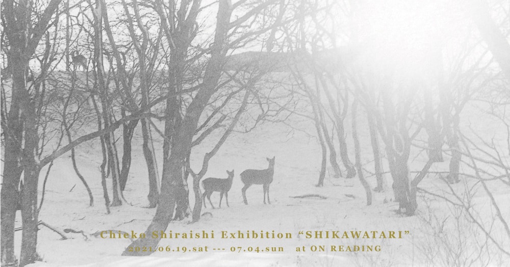 白石ちえこ写真展「鹿渡り SHIKAWATARI」野生のエゾシカの群れを撮影