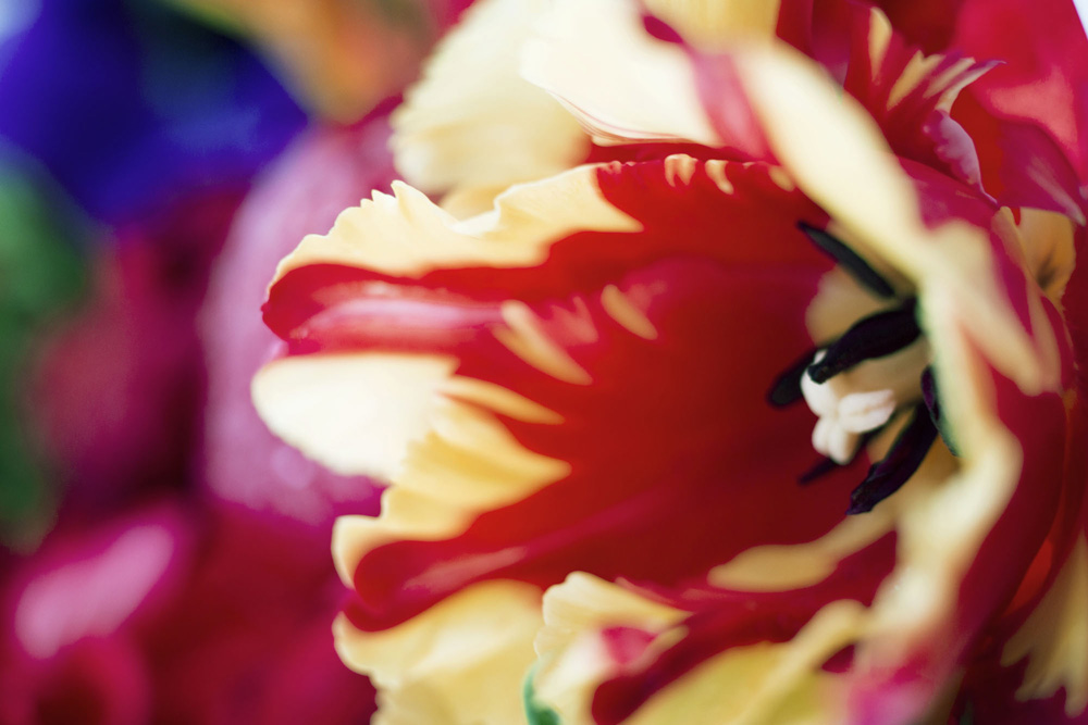 蜷川実花 花 展 花 を撮影した写真作品の中から 気シリーズを展 News Ima Online