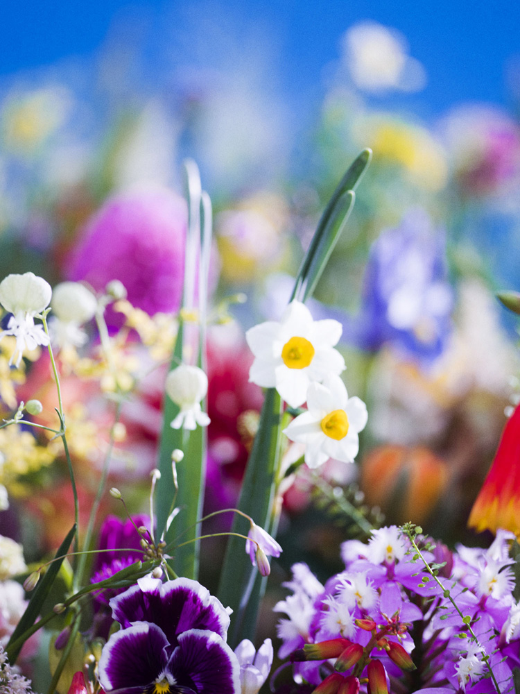蜷川実花 花 展 花 を撮影した写真作品の中から 気シリーズを展 News Ima Online