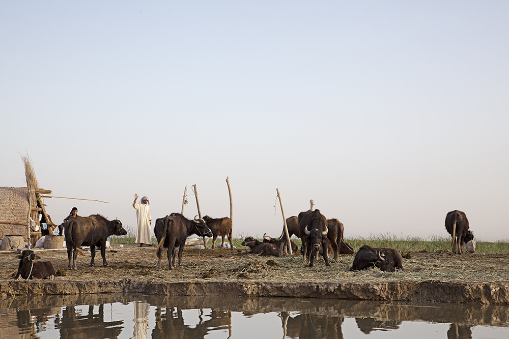 Water Buffalo Breeder in the Mesopotamian Marshes on Floating Reed Island,  near el Chibaish, S. Iraq 2013