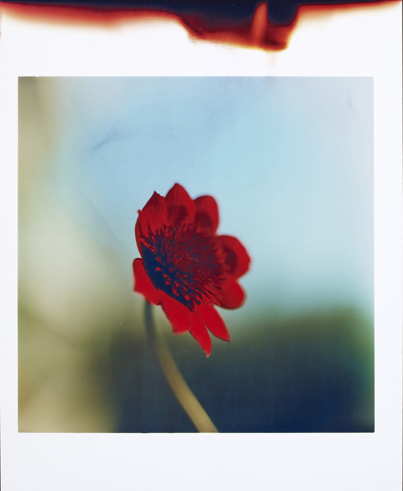 “Flower” 2021 C-print sheet: 56 x 45.6 cm  / image: 41 x 41 cm ©️Kyoji Takahashi, 2022