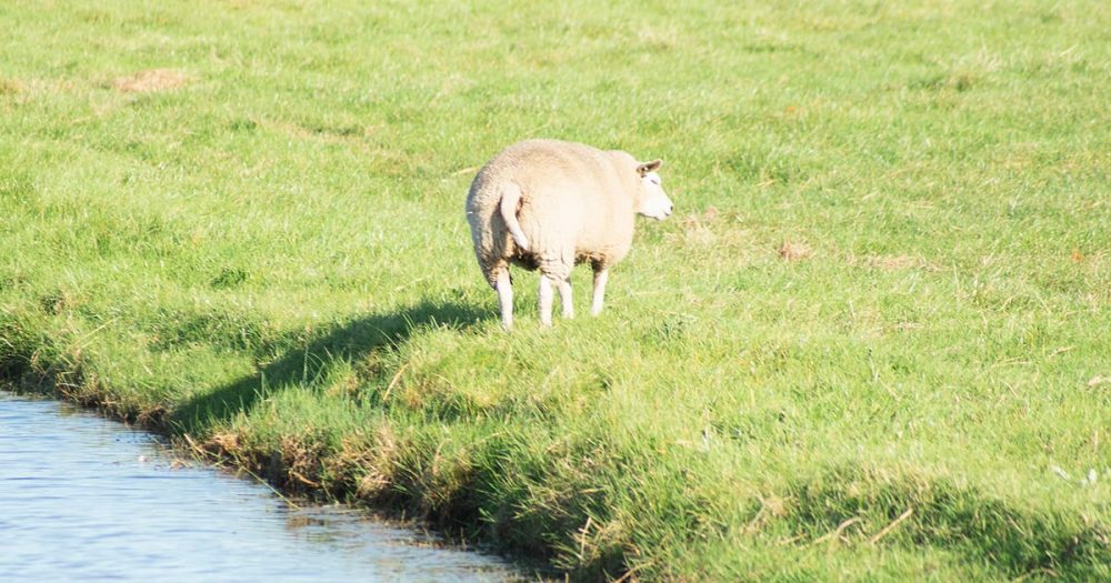 マコがタロットと星座でポジティヴに読み解く2026年4月の運勢