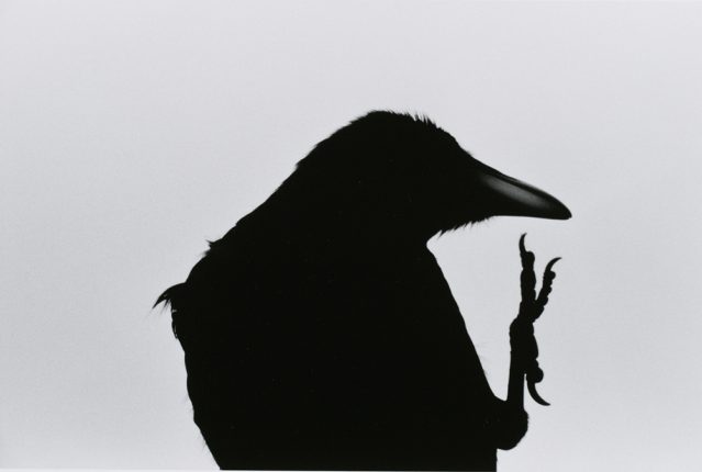 「襟裳岬」「烏（鴉）」より 1976年 日本大学芸術学部蔵 © 深瀬昌久アーカイブス