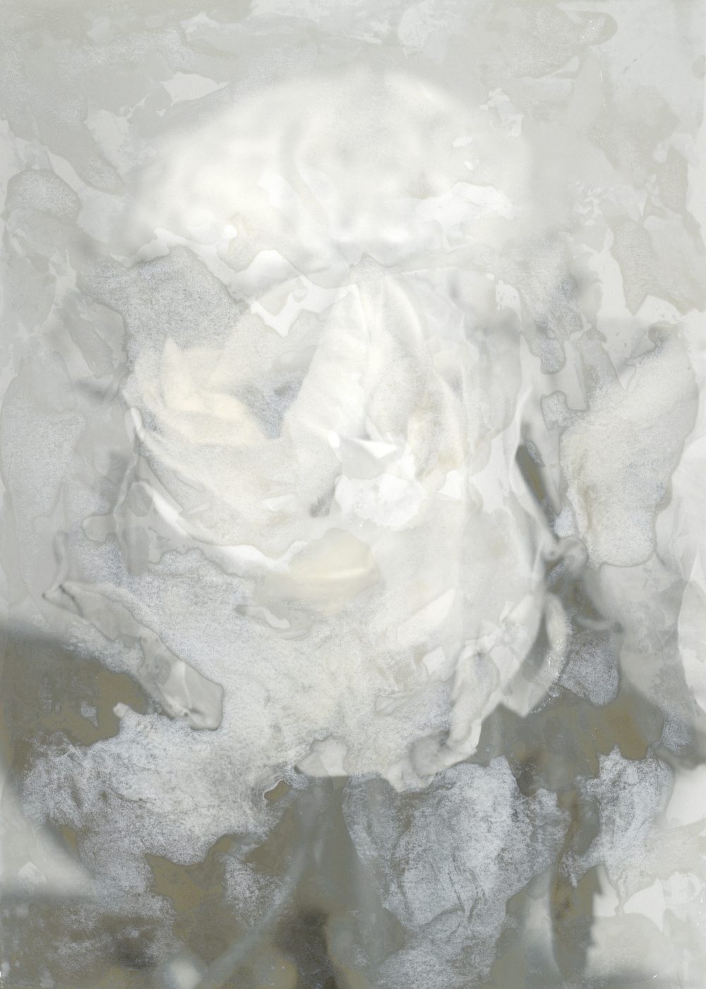 Goshi_Uhira_White_Rose_3