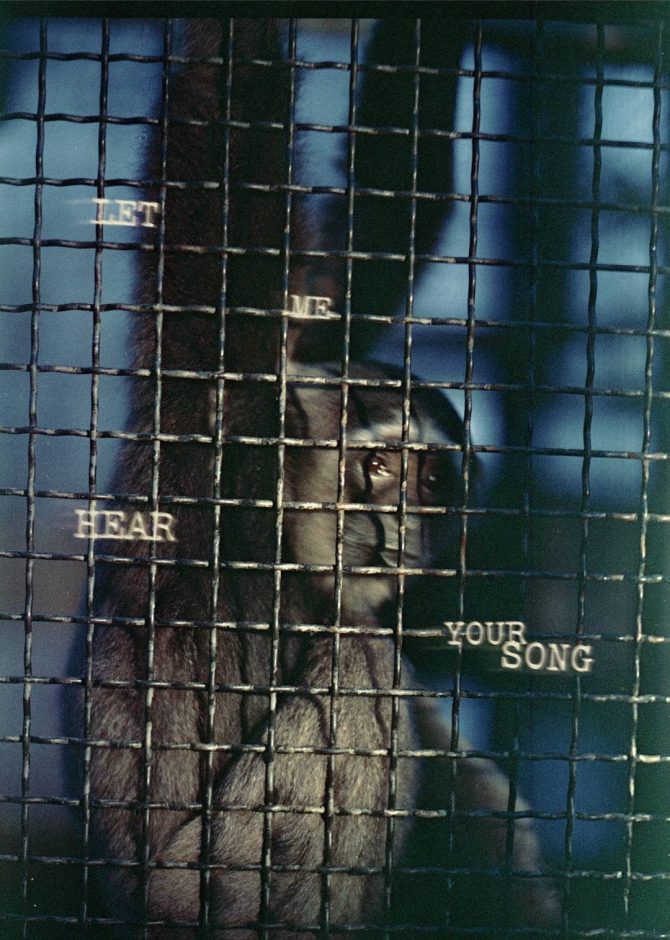 楊一楽 _ Yile Yang_Let Me Hear Your Song_フライヤー表面