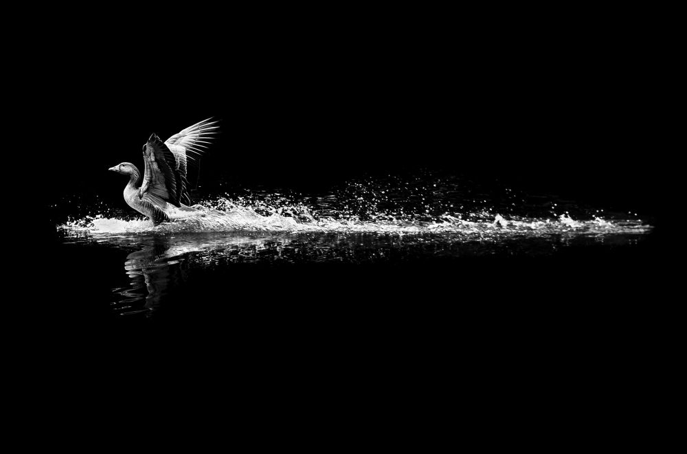 02_©Alan Schaller