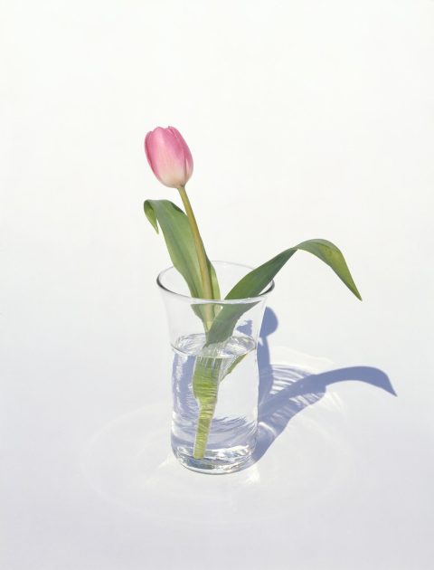 上田義彦　flowers Flowers / 上田義彦写真集 YOSHIHIKO UEDA - 古本買取販売