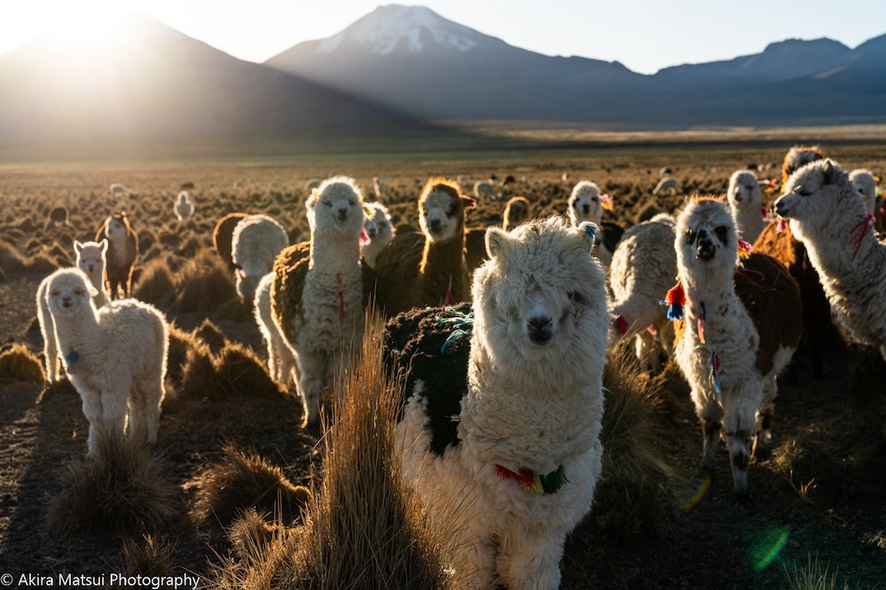アルパカ①_松井章