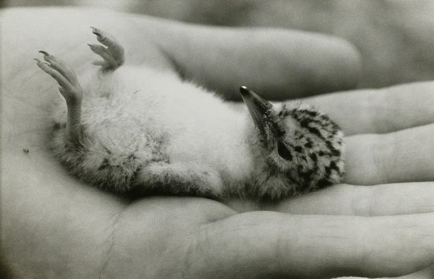 38211-1006-593c3d79e6831cac2dc9fafaceab9466-850x547