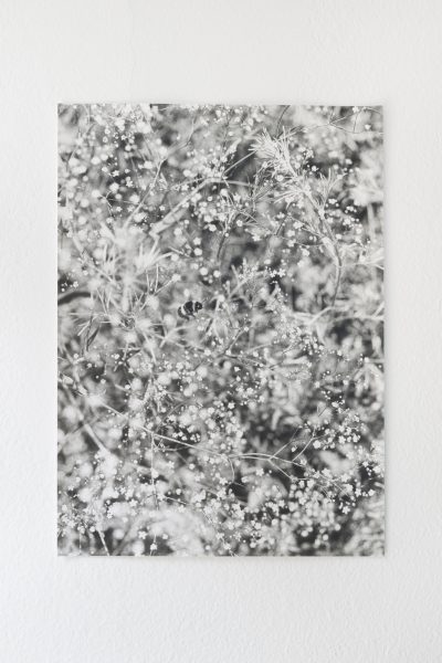 Bumble Bees Work, 2024