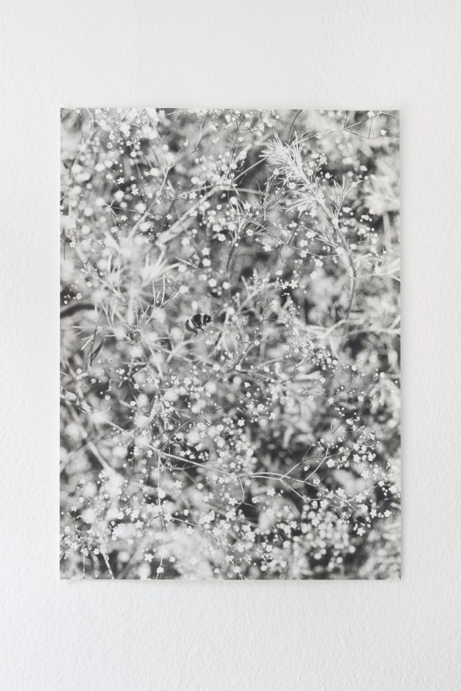 Bumble Bees Work, 2024