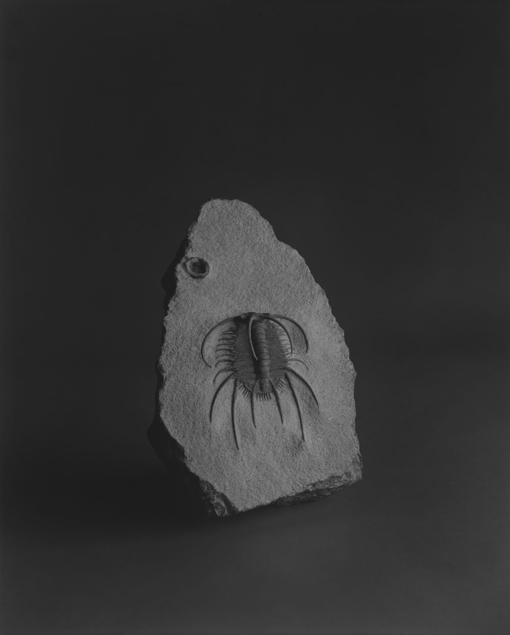 12_ 杉本博司 《棘のある三葉虫》 2008年 プラチナプリント 93.6×75cm